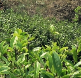 茶葉類